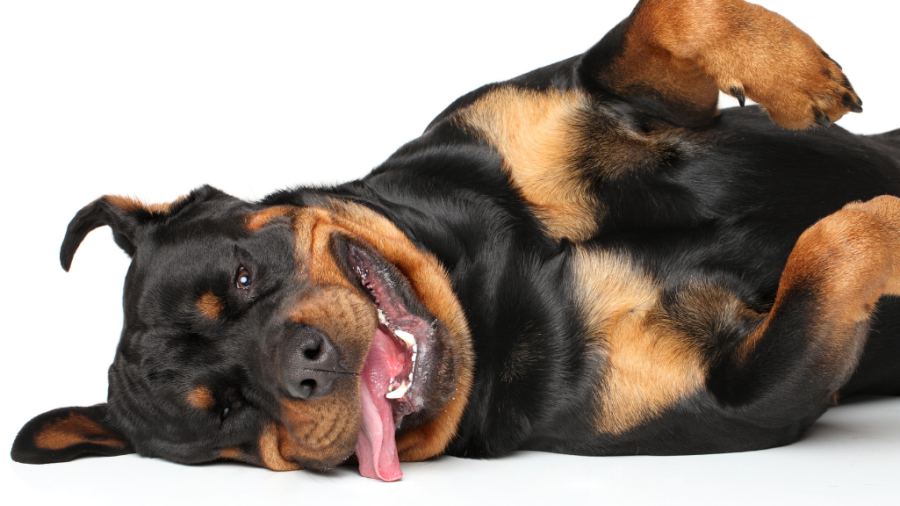 dark rottweiler pup lying down on floor, with white background