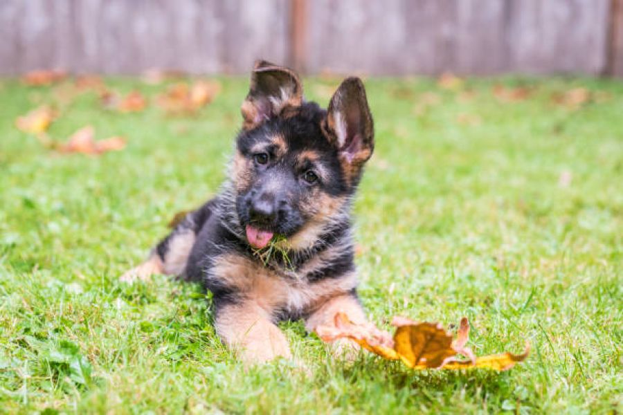 alsatian pup happy 