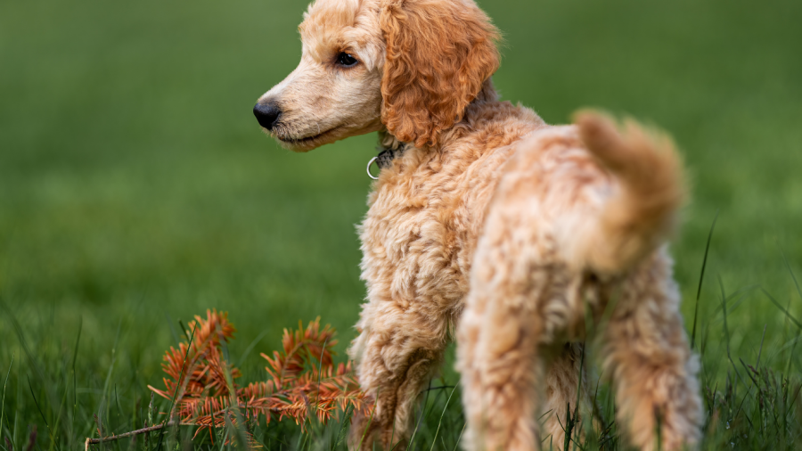 dog on grass playing games