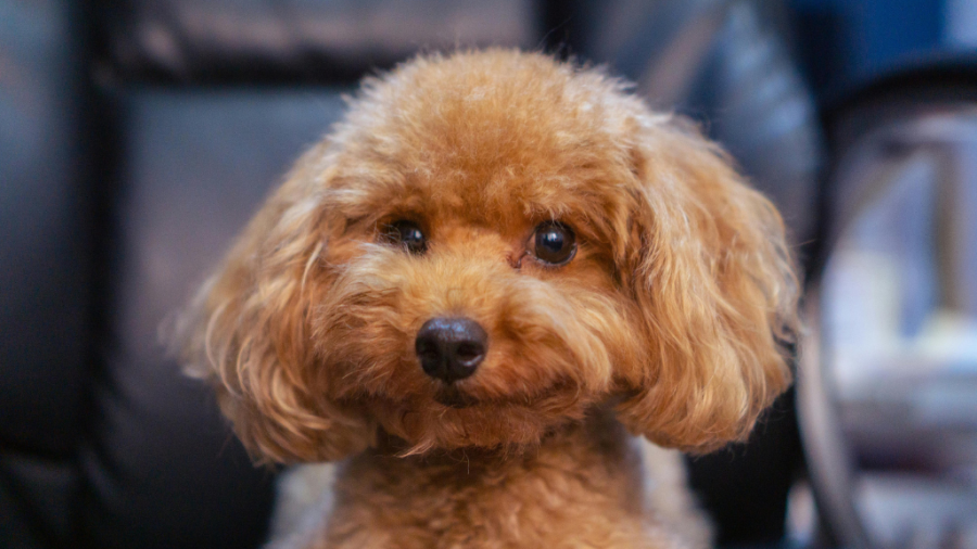poodle puppy smiling 