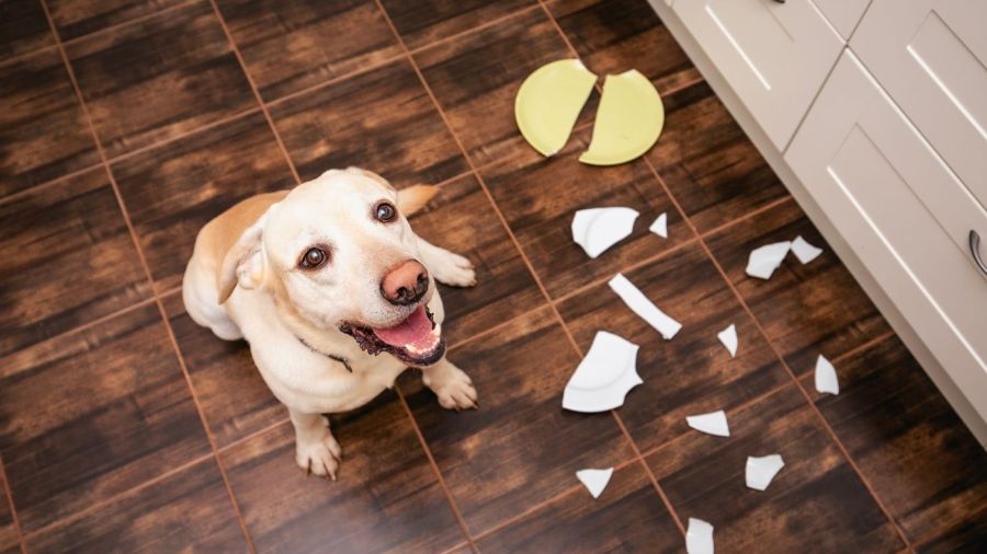 Labrador puppy makes a mess in kitchen 
