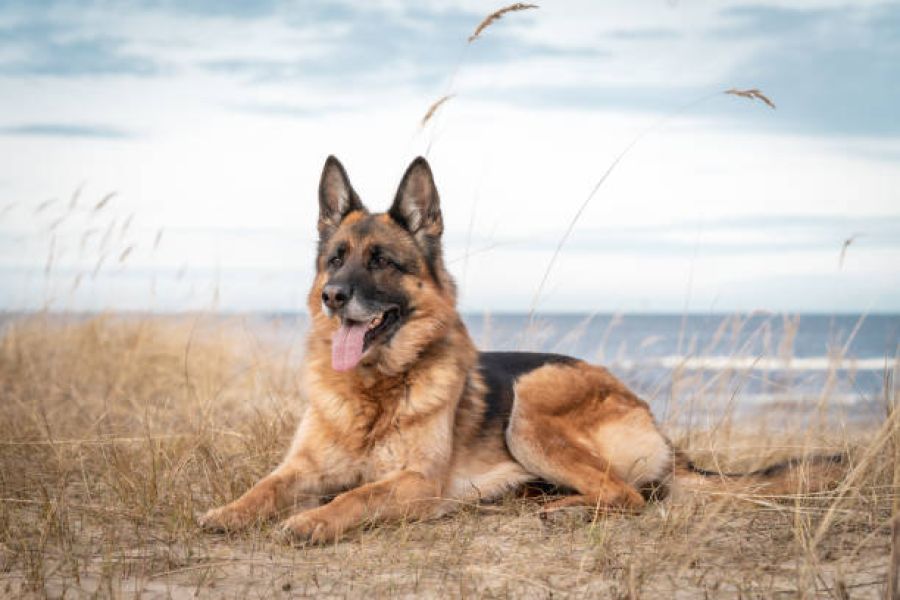 dog lying on beach