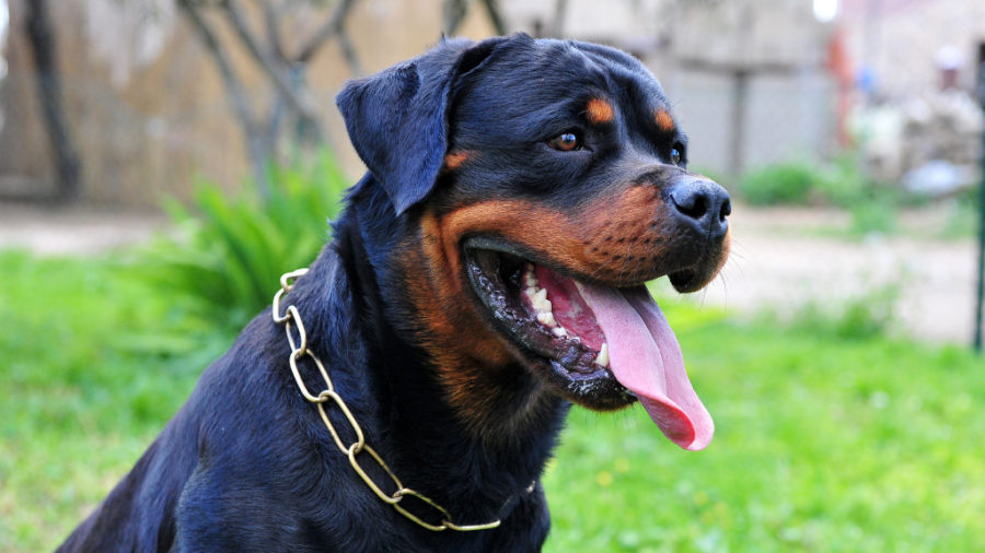 happy dog who is fed healthy food