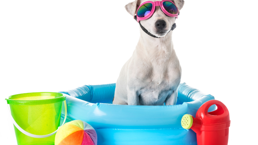 dog with sunglasses playing games