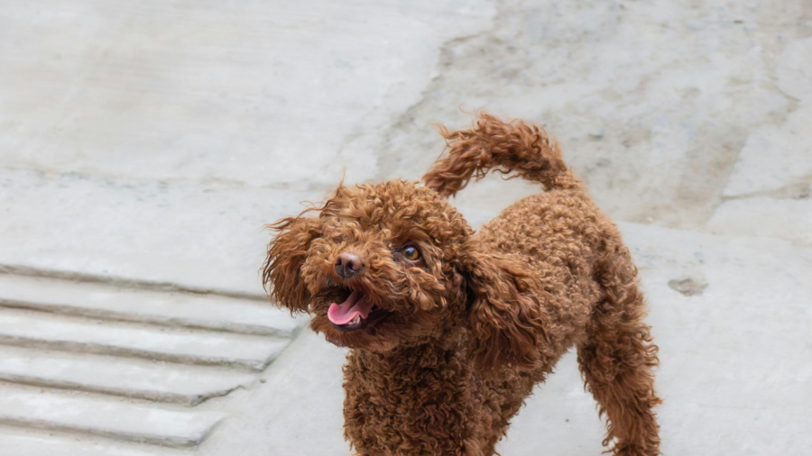 dog waiting to have fun