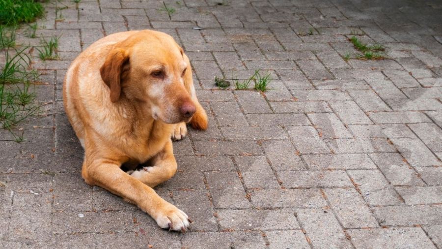 white labrador, lays on tarmac, old dog, sunny