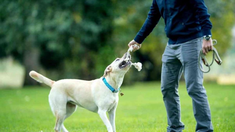 man and dog play on grass, sunny weather