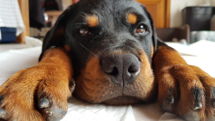 rottweiler sick from eating bad food