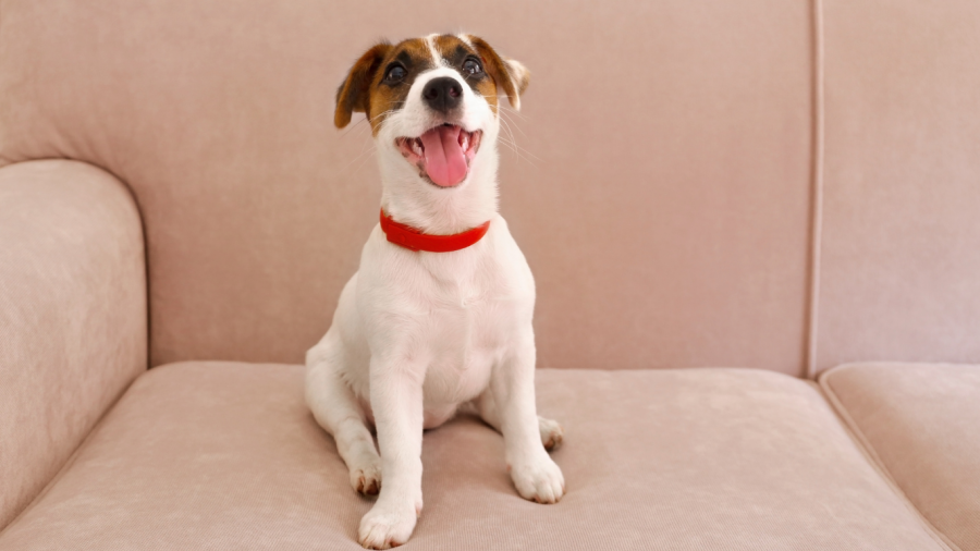 jack russell fat dog