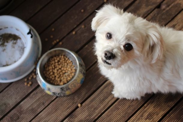 canine cuisine dog food, happy dog, puppy looking at owner love