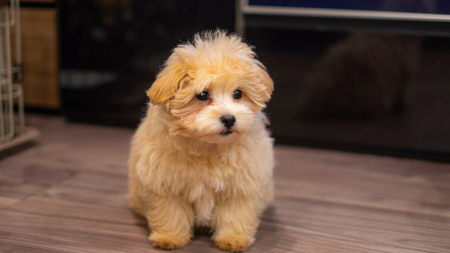 poodle