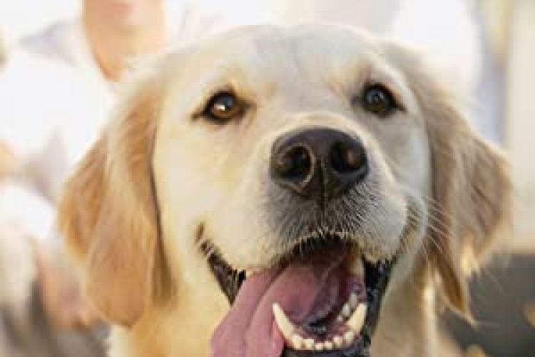 Dog eating Canine Cuisine dog food