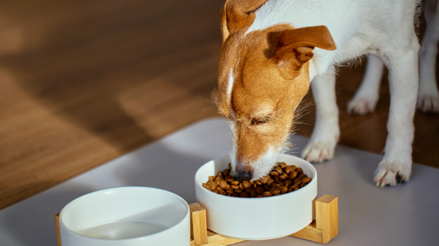 jack russell eating 