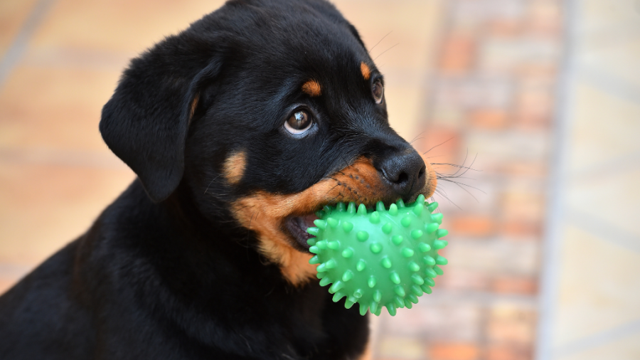 cute rottweiler puppy having fun