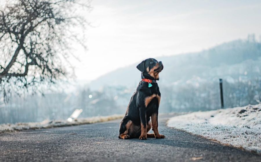rottweiler waiting on empty road