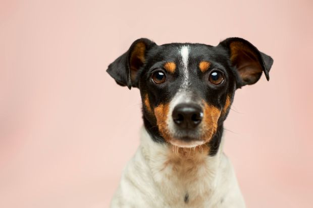 Cute black and brown Dog, pink background, easy to love