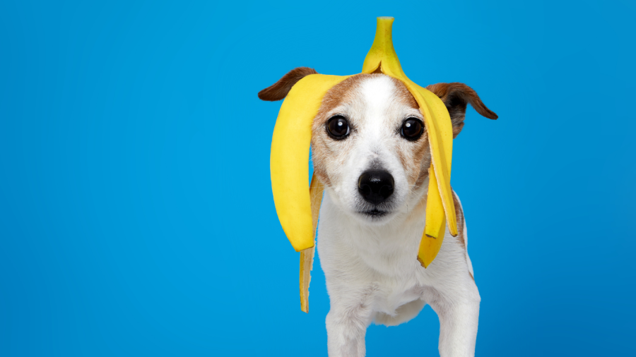 dog with Banana on its head