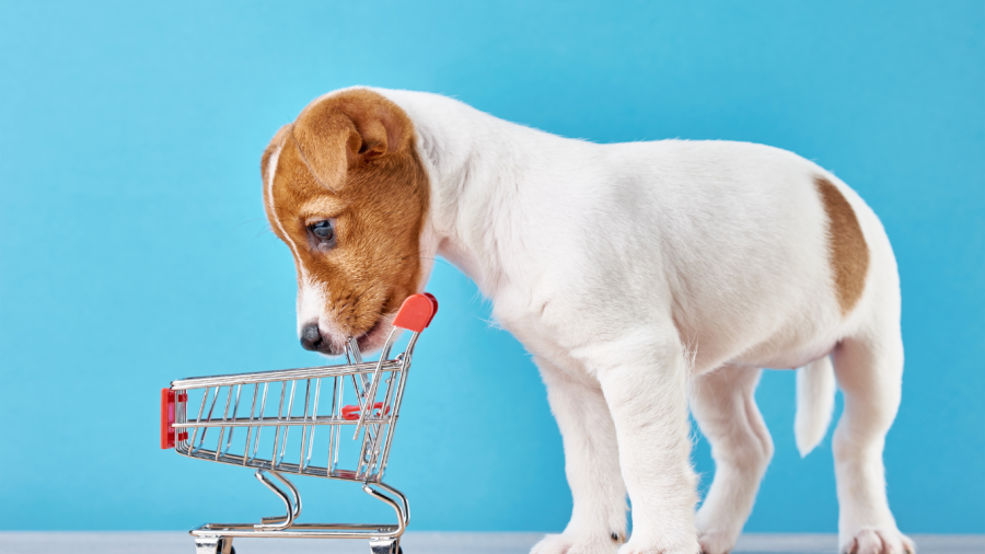 dog looking for food with blue background