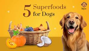 Healthy Dog Diet