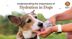 Dog Hydration