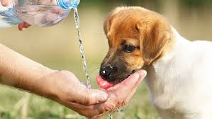 Hydration Tips for Active Dogs