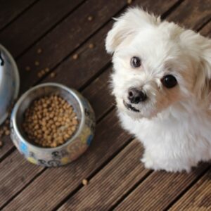 canine cuisine dog food, happy dog, puppy looking at owner love